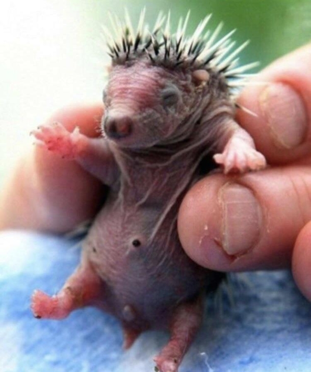 A rare baby picture of Guy Fieri