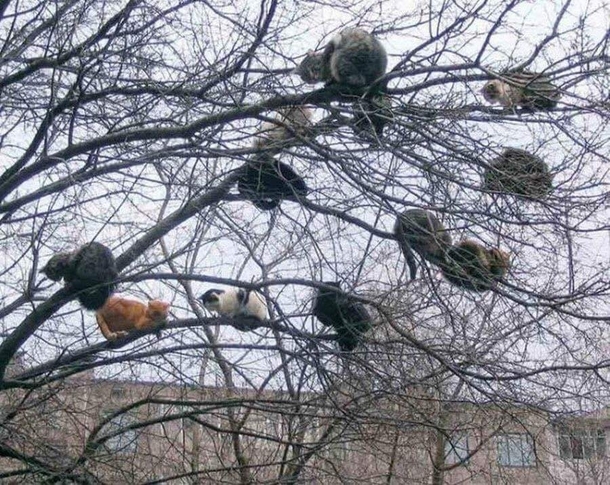 A rare breed of birds