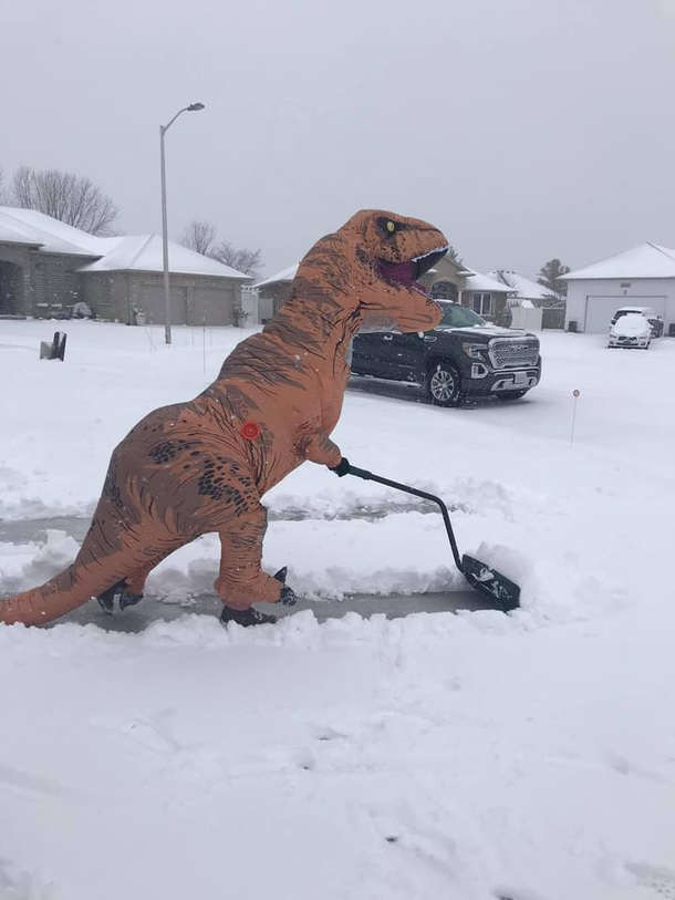 A rare glimpse of the suburban t-rex in its natural habitat Their stubby arms necessitated the development of tools here we see one in the wild futilely attempting to maintain its territory