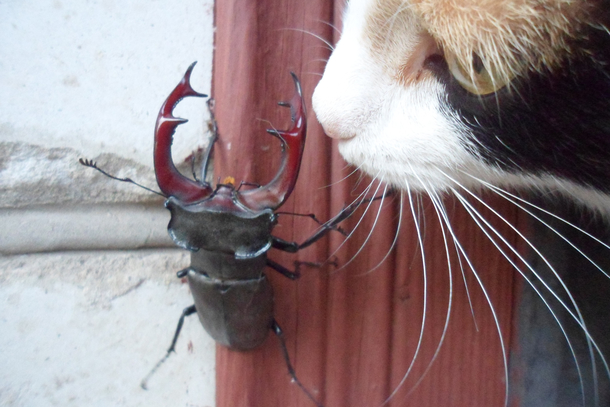 A rare guest