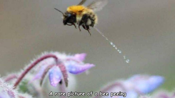 A rare picture of a bee peeing