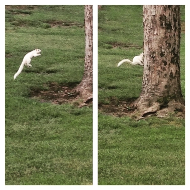 A rare white squirrel proves why they are rare Forgets how to squirrel