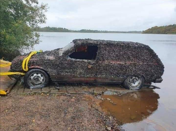 A real mussel car