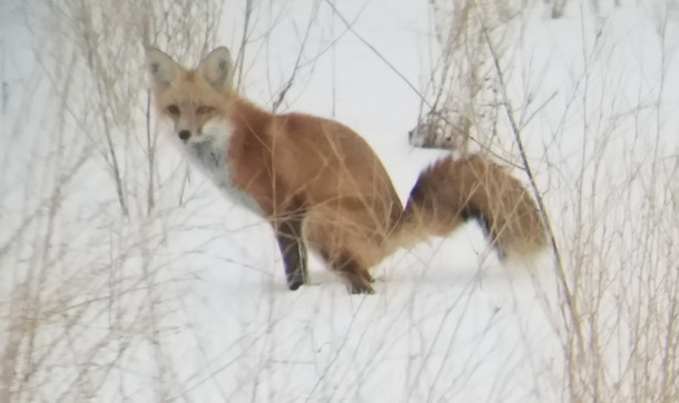 A red fox visited our backyard She asserted dominance