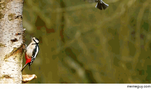 A red pecker and a blue tit