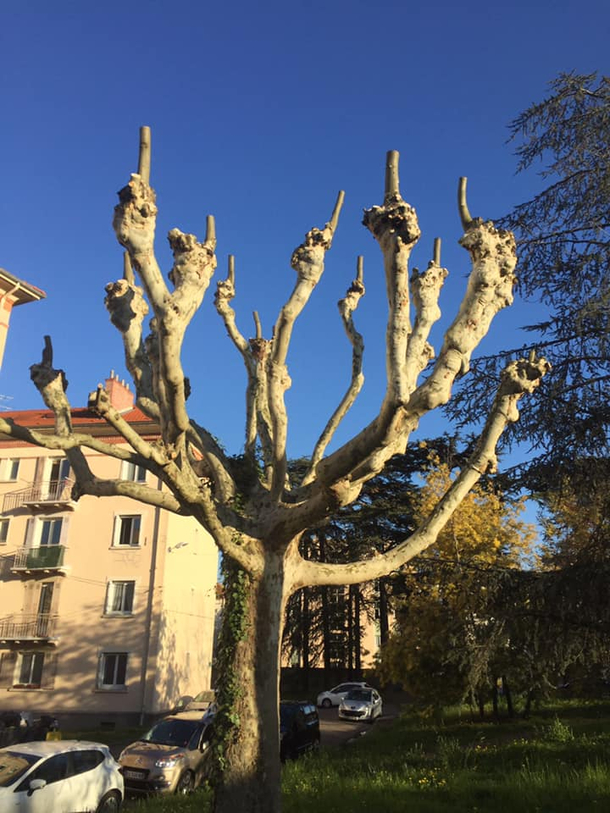 A rude tree