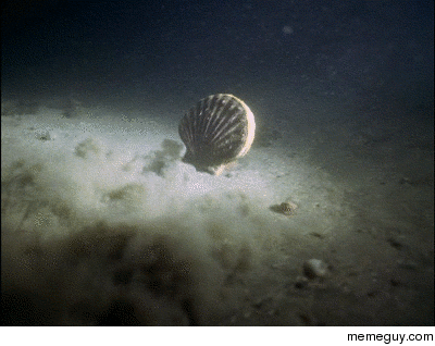 A scallop swimming