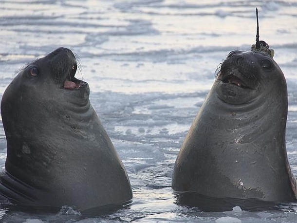 A seal with a data-logger on its head