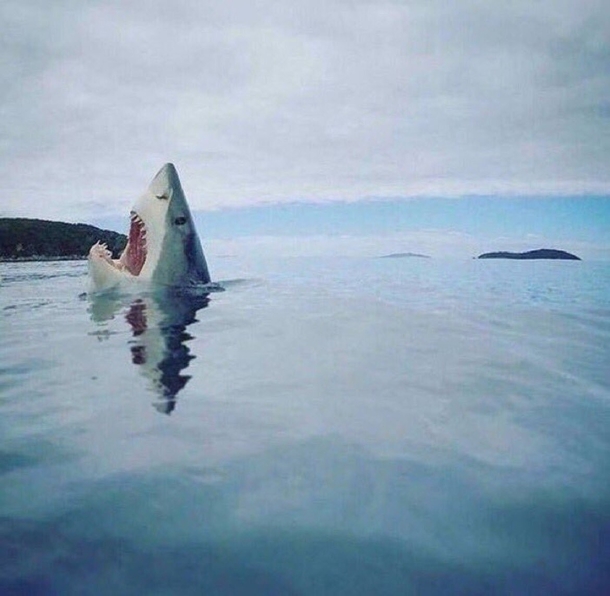 A shark stepping on a piece of lego