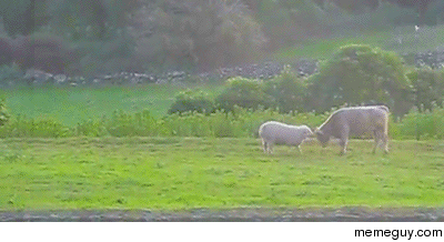 A Sheep Booping A Bull