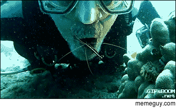 A shrimp cleaning a divers teeth