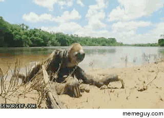 A sloth exiting a lake