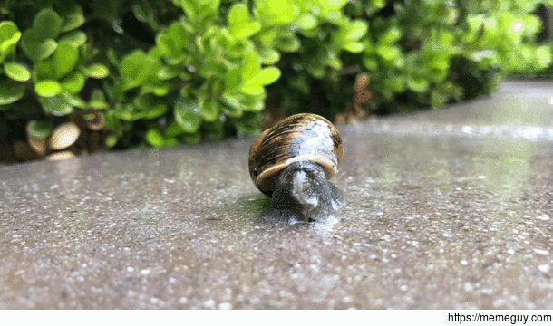A snail waking up for the day 