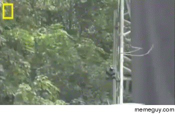 A snake that can fly