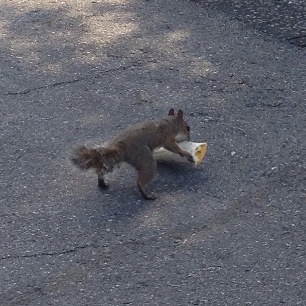 A squirrel stole my burrito and I aint even mad