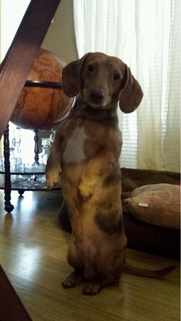 A standing weiner SFW