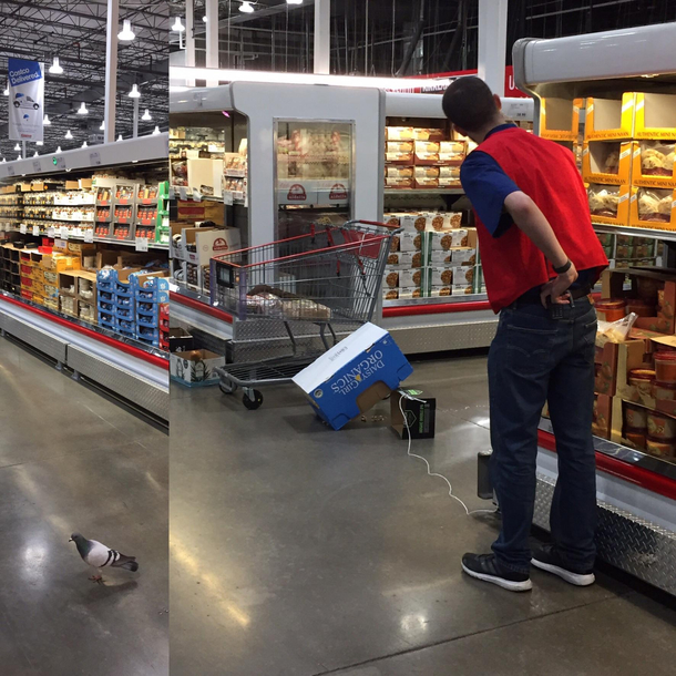 A store employee hunting a pigeon