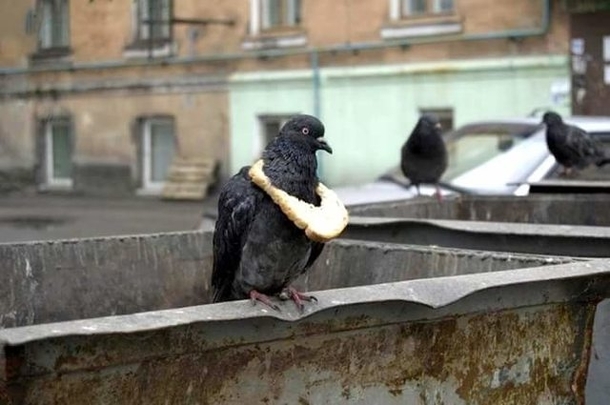 A symbol of wealth among pigeons
