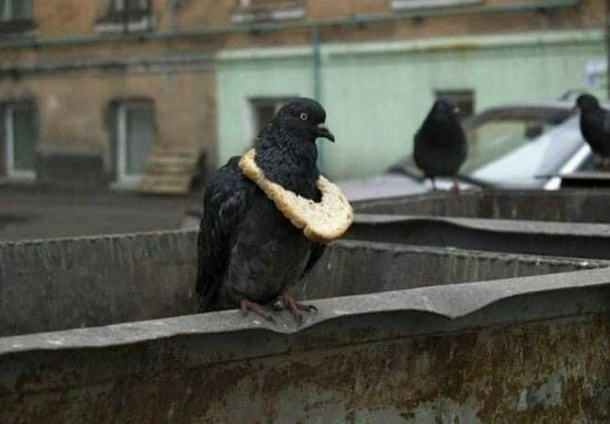 A symbol of wealth among the pigeon community