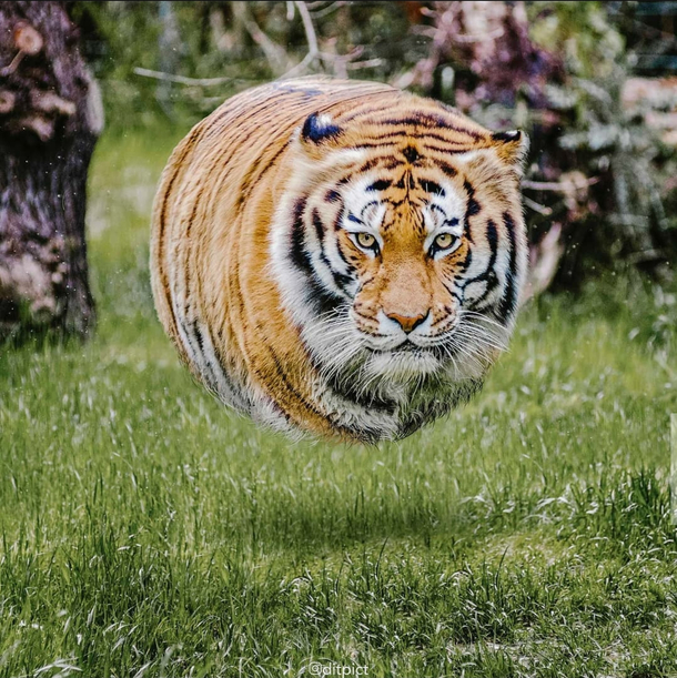 A Tiger without legs