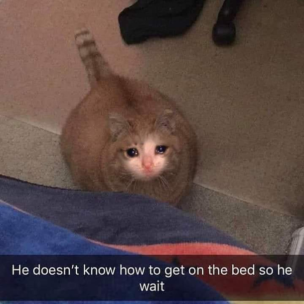 A tiny bit too chonky to jump