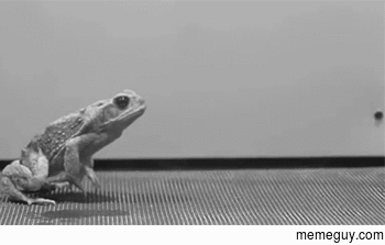 A toad jumping in slow motion