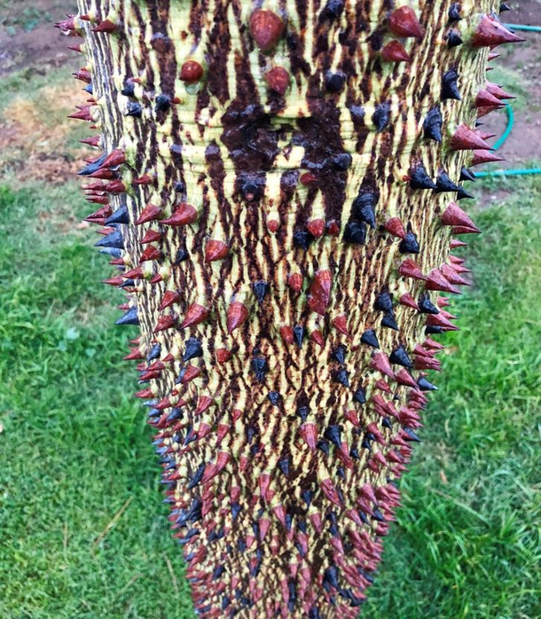 A tree huggers worst nightmare