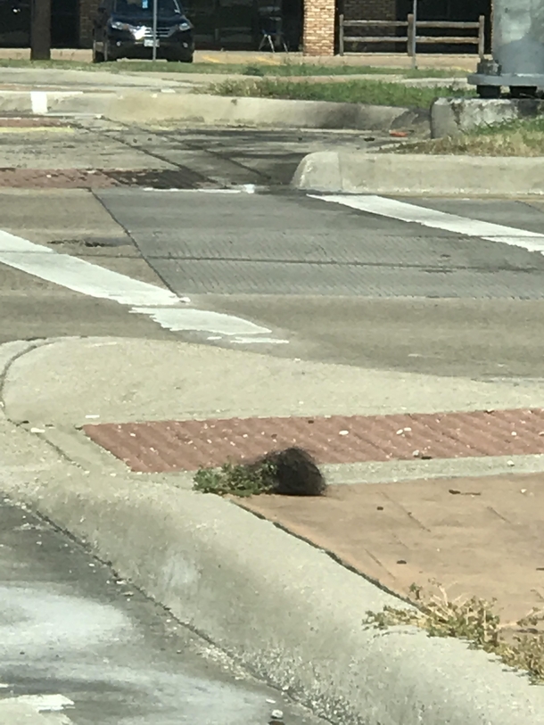 A Tumbleweave by local Walmart