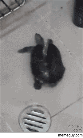 A turtle dancing in the shower
