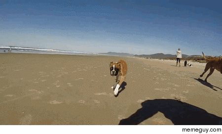 A Two legged Boxer enjoys his first beach trip
