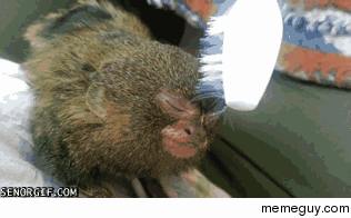 A very relaxed pygmy marmoset