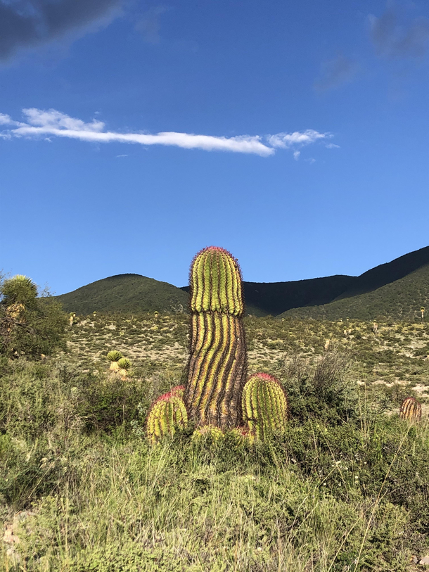 A very suggestive cactus I spotted yesterday