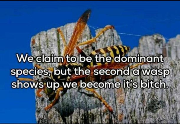 A Wasp
