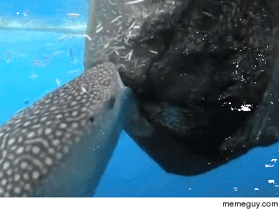 A Whale Shark stealing the days catch