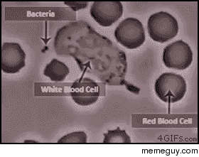 A white blood cell eliminating bacteria