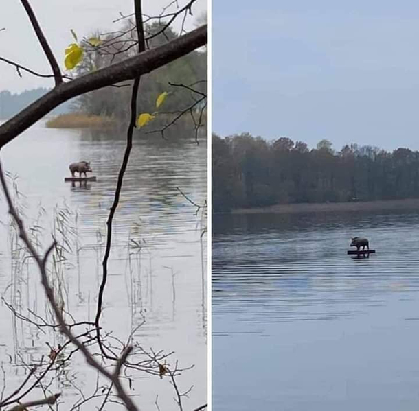 A Wild Boar surfing on the Danube River in Serbia