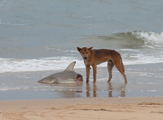A wild dingo eating a shark Welcome to Australia