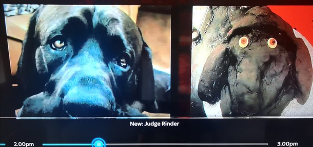 A woman on Judge Rinder is suing a cake maker that she paid  to to make a cake that looked like her dog