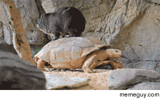 A wombat riding a turtle