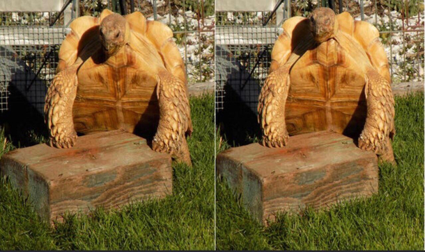 Abel my lonely Sulcata Tortoise with his thicc new friend that washed up on the beach this summer