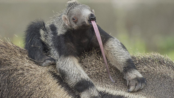 About five or six months ago someone told me to post an anteater on Reddit on this day So here it is