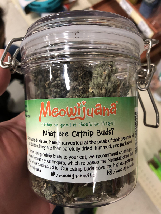 About to get my cat high