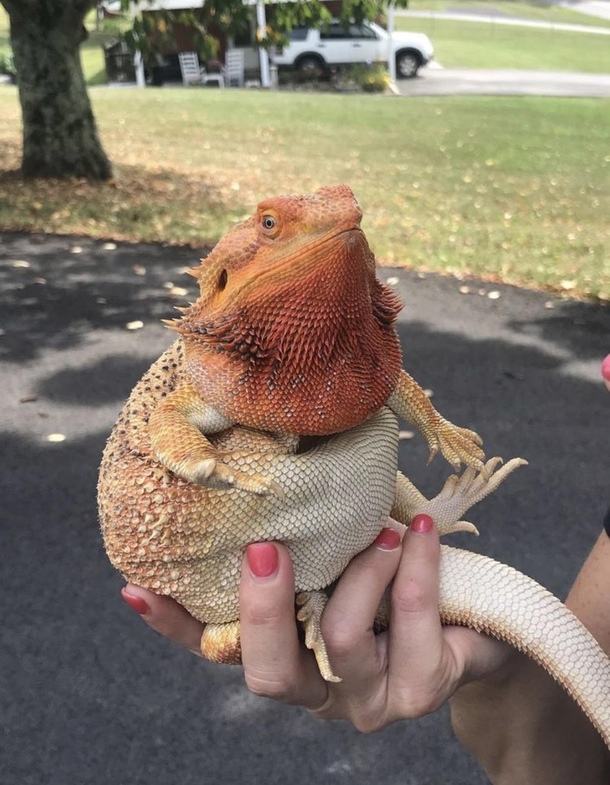 absolute unit