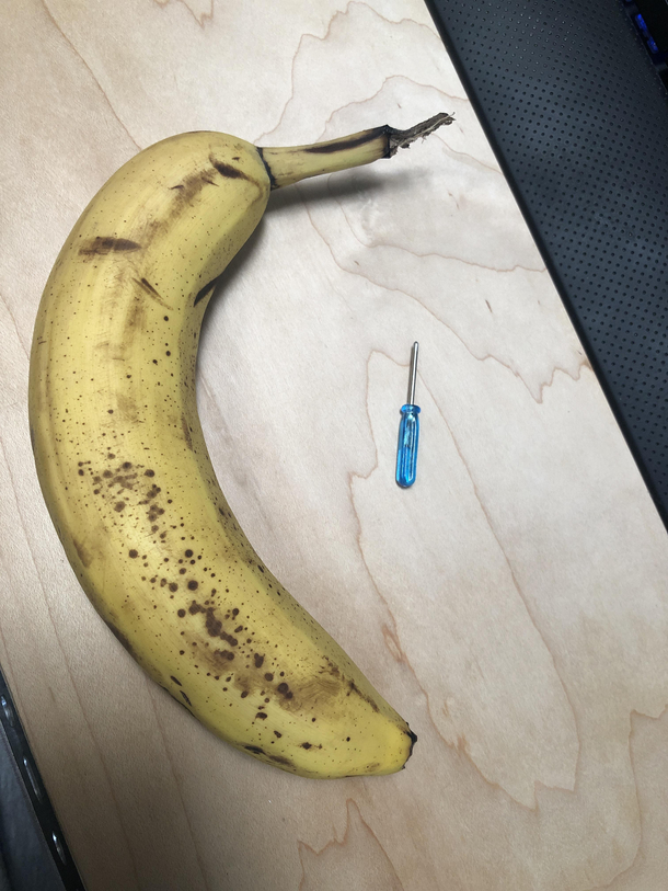 Absolutely gigantic banana Screwdriver for scale