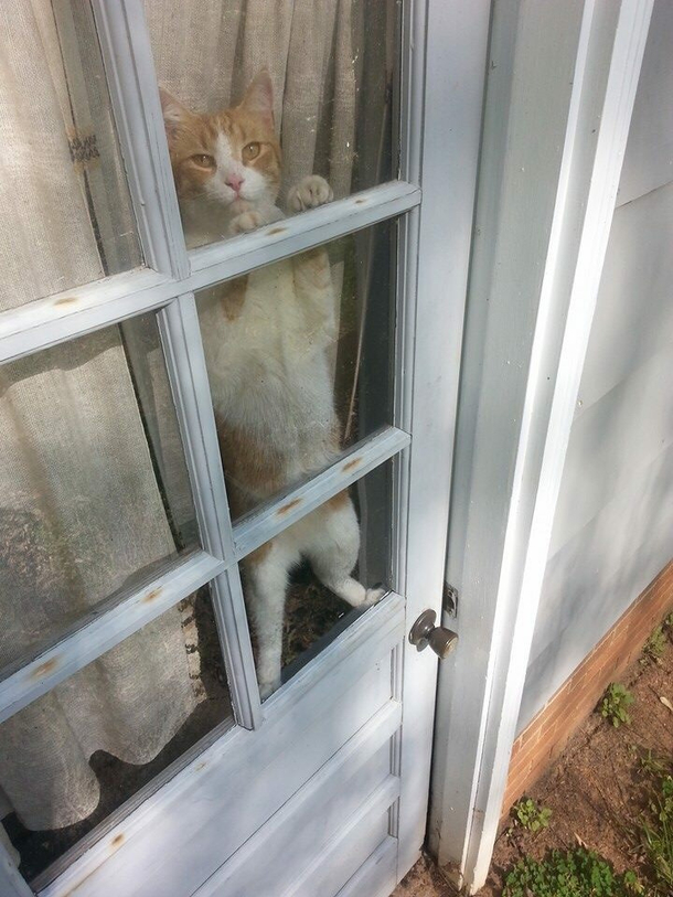 Accidentally closed cat in shed Figured it out hours later He was not pleased