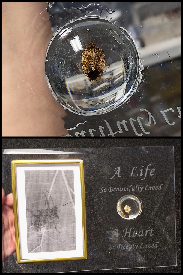 Accidentally glued this paperweight to this frame Now its stuck so I just rolled with it