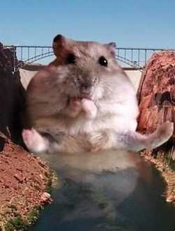 Accidentally googled Hamsterdam Was not disappointed