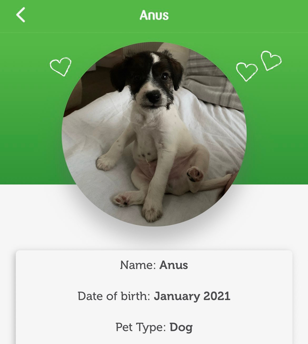 Accidentally missed out the g in Angus when signing up to a pet plan at the vets Vet thought it was a weird name
