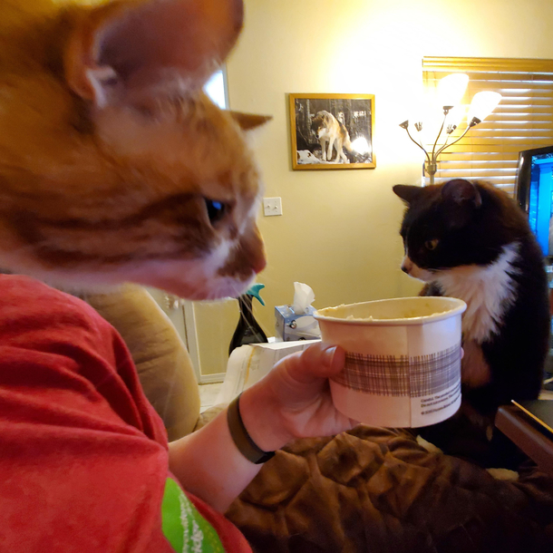 Accidentally took a pic of my human-bodied cat feeding my other cat mac and cheese out of his tiny people hand