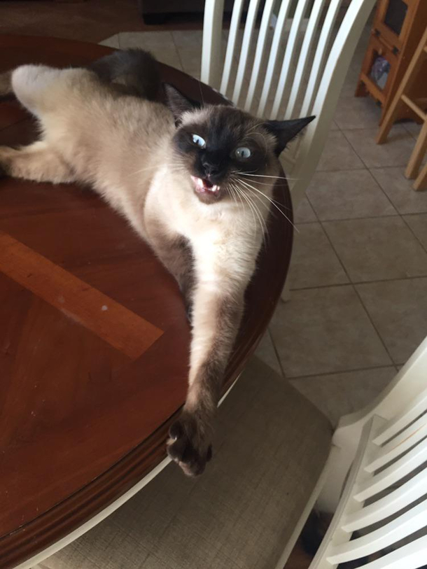 Accidentally took a picture of my cat whilst in the midst of a yawn Was trying to snap a picture of his unique feets